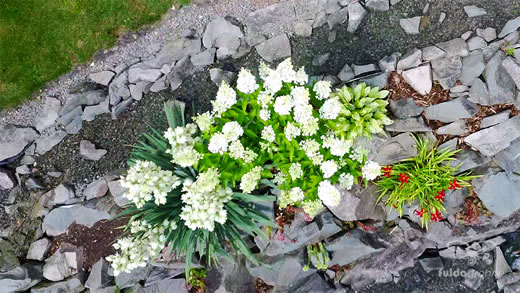 Luftaufnahme der Woche ~ KW 31/2021 ~ Es blüht in unserem Garten