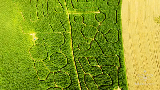 Luftaufnahme der Woche ~ KW 32/2021 ~ Das Maislabyrinth auf dem Kohleser Hof in Künzell - Dirlos