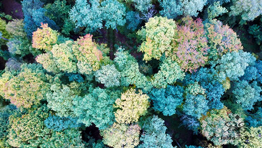 Luftaufnahme der Woche ~ KW 44/2021 ~ Herbstwald mit Waldweg zwischen Döllbach und Uttrichshausen