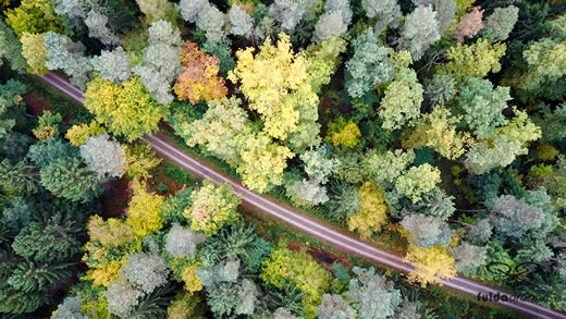 Luftaufnahme der Woche ~ KW 44/2021 ~ Herbstwald mit Feldweg zwischen Döllbach und Uttrichshausen