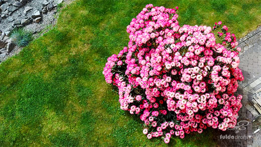 Luftaufnahme der Woche ~ KW 20/2022 ~ Der Rhododendron in unserem Garten aus der Luft