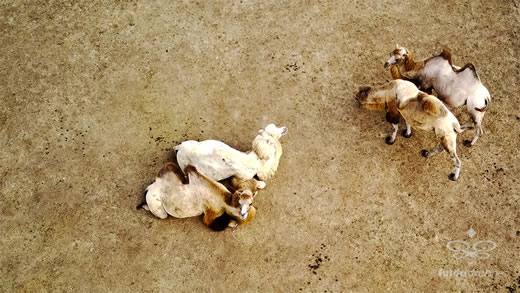 Luftaufnahme der Woche ~ KW 36/2022 ~ „Circus Barnum“ in Fulda-Edelzell