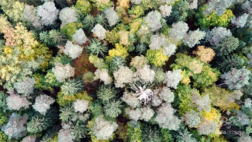 Luftaufnahme der Woche ~ KW 44/2022 ~ Ein herrlich herbstlicher Wald